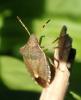 Peribalus strictus vernalis